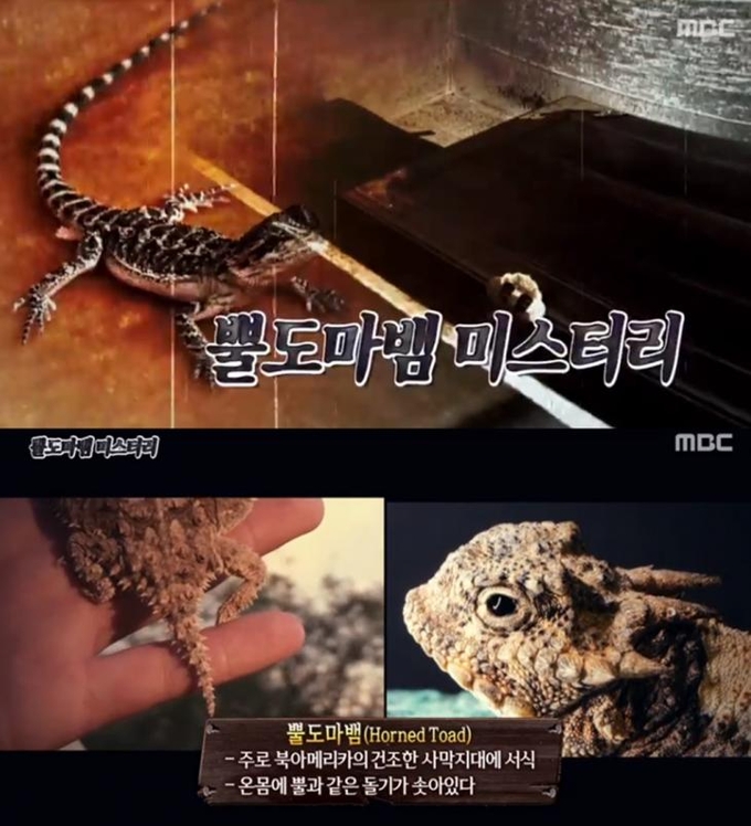 MBC 서프라이즈 방송캡처